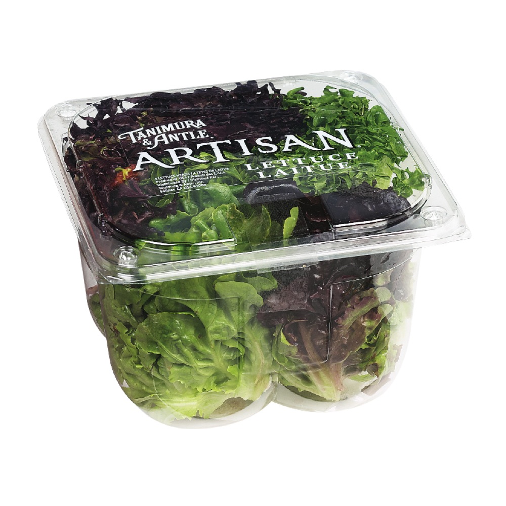 Green and Red Artisan Lettuce