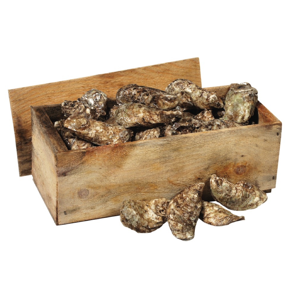 Caraquet 15/30 Standard Oysters