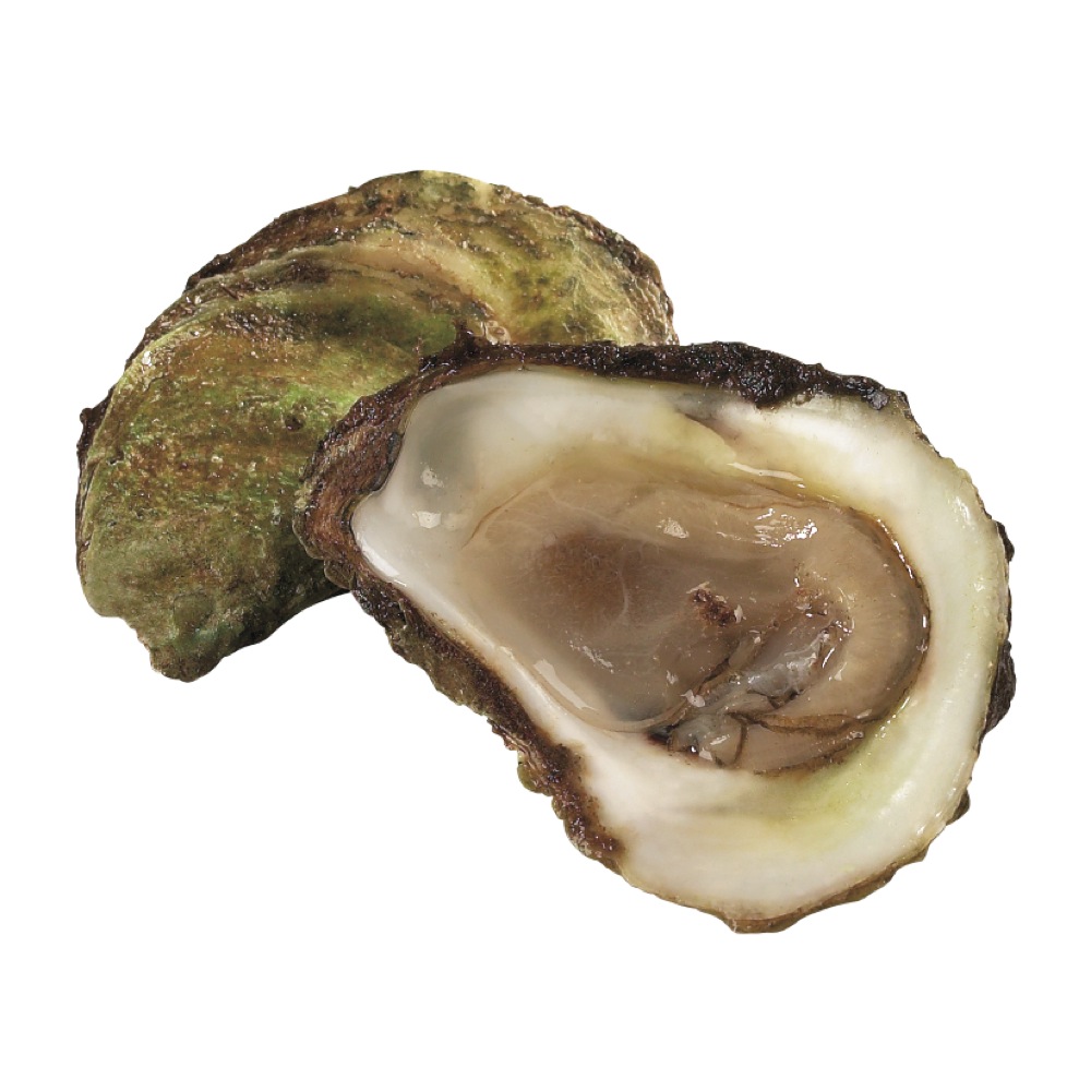 Fancy Caraquet Oysters