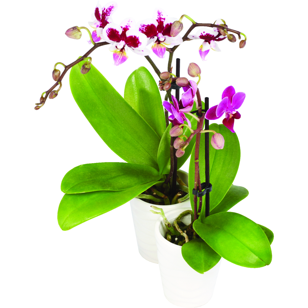 Mini 2.5 Inch Orchid